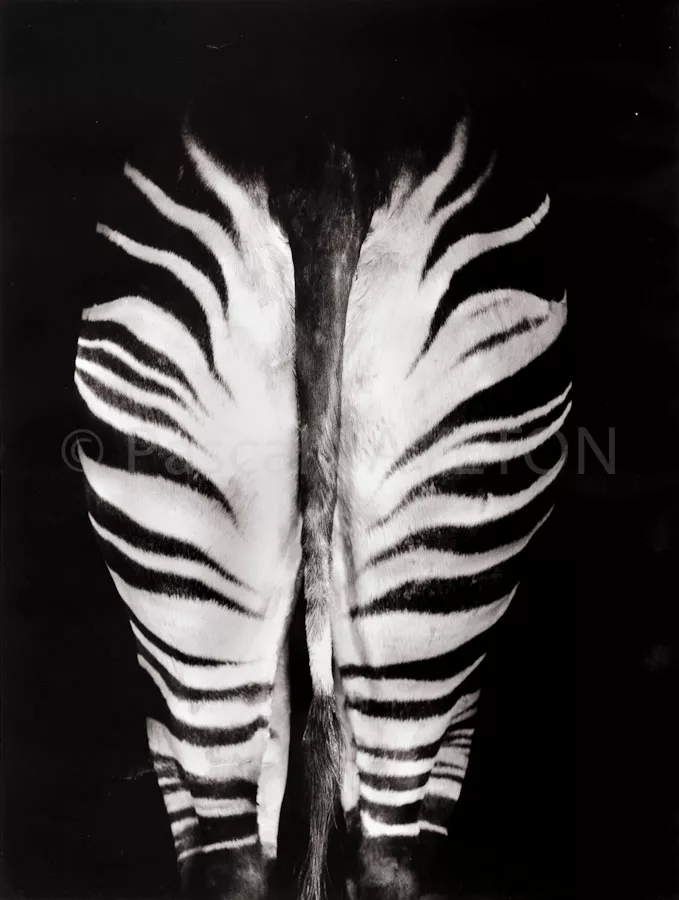 Museum König, Bonn, Allemagne, 1990