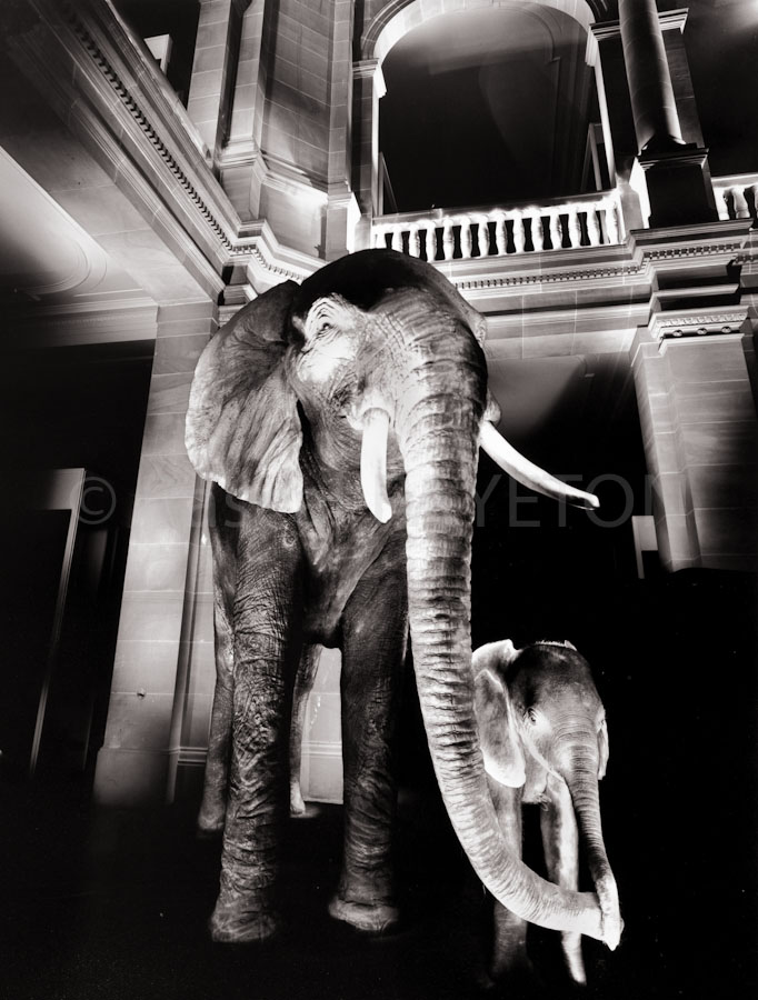 Museum König, Bonn,, Allemagne, 1990