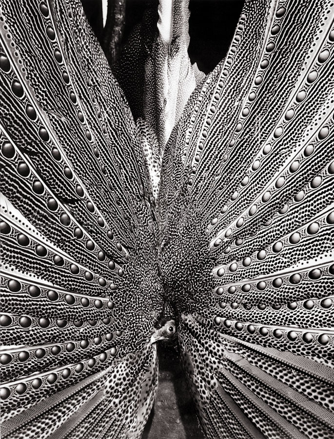 Museum König, Bonn, Allemagne, 1990