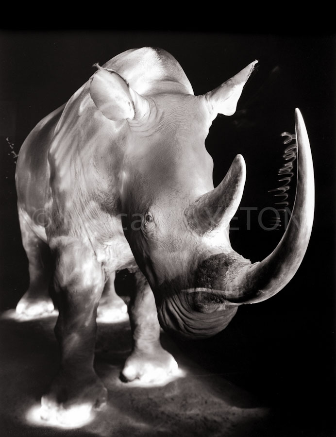 Museum König, Bonn,, Allemagne, 1990